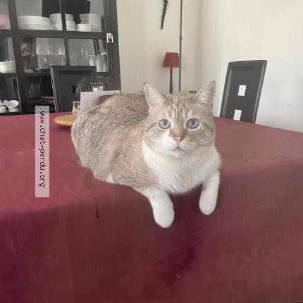 Foto 1/1 Chamaleau Chat perdido en Saint sulpice de royan