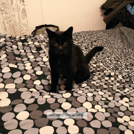 Foto 1/1 Belzebuth Chat perdido en Saint genouph