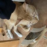 Foto del gato perdido en Ensues La Redonne