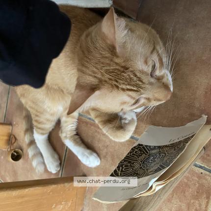 Foto 1/1 Hassan Chat perdido en Ensues la redonne