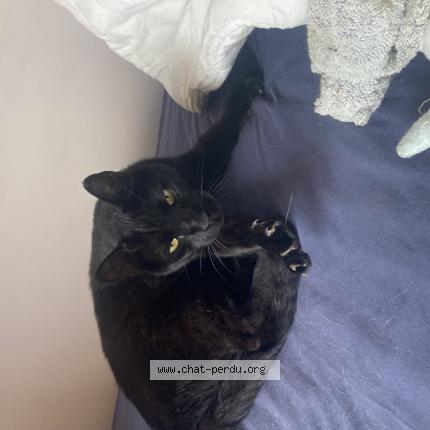 Foto 1/1 Max Chat perdido en Bandol