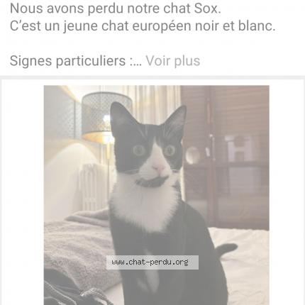 Foto 1/1 Sox Chat perdido en Chatenay malabry