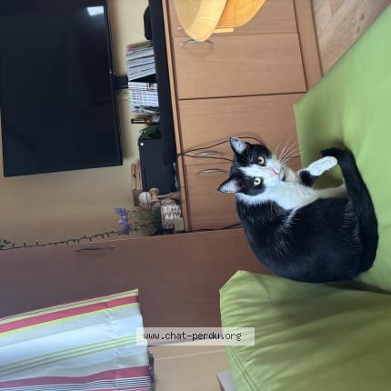 Foto 1/1 Haru Chat perdido en Trogues