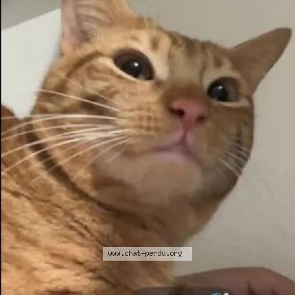 Foto 1/1 Simba Chat perdido en Cap d agde