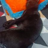 Foto del gato perdido en Mysore