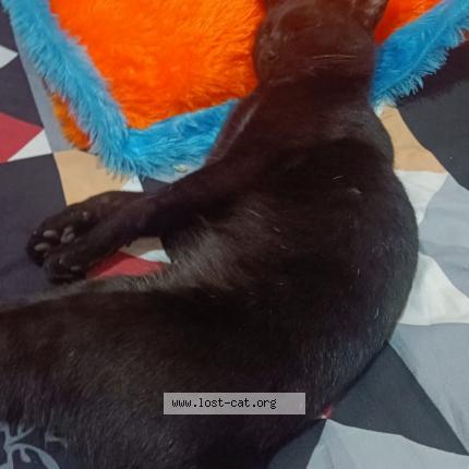 Foto 1/1 Chotu Chat perdido en Mysore