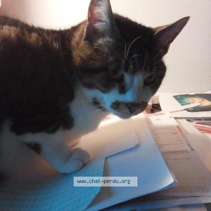 Foto 1/1 Pasquiet Sandrine Chat perdido en Saint jean de braye 45800