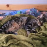 Foto del gato perdido en Saint Aubin De Medoc