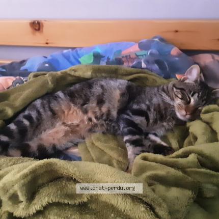 Foto 1/1 Cookie Chat perdido en Saint aubin de medoc