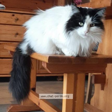 Foto 1/1 Macaron Chat perdido en Feschaux