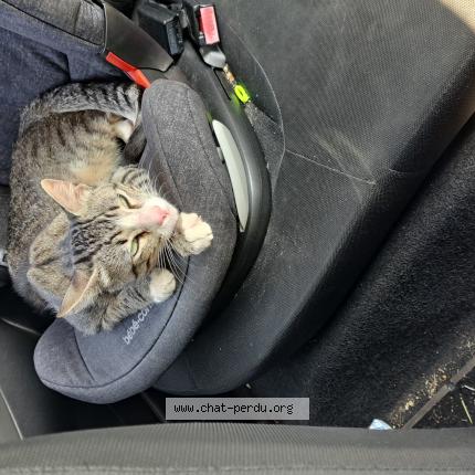 Foto 1/1 Gato encontrado Encontrado en Villeneuve les bouloc