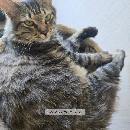 Foto 1/2 Thémis Chat perdido en Romagnat