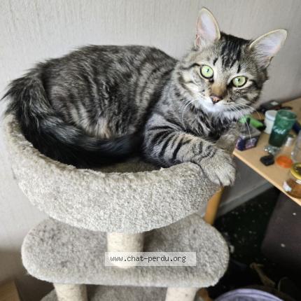 Foto 2/2 Thémis Chat perdido en Romagnat