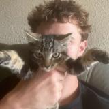 Foto del gato perdido en Ussel