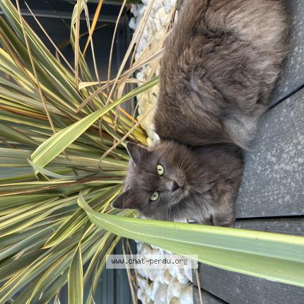 Foto 1/1 Gato encontrado Perdido en Saint gregoire