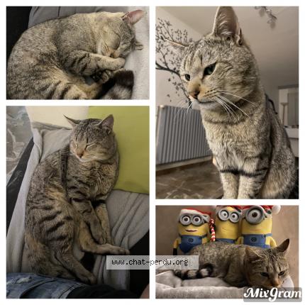 Foto 1/1 Grizou Chat perdido en Boussieres