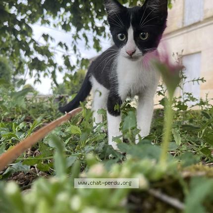 Foto 1/1 Baguera Chat perdido en St pey d armens