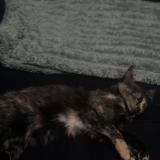 Foto del gato perdido en Angers