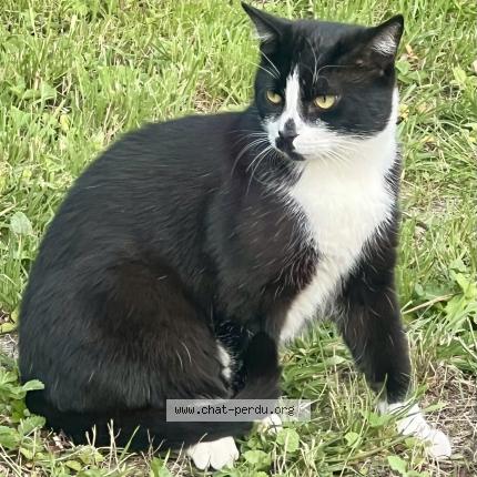 Foto 1/1 Gato encontrado Encontrado en Chartres