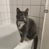 Foto del gato perdido en La Gorgue