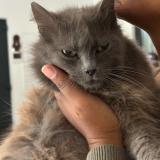 Foto del gato perdido en Figanieres