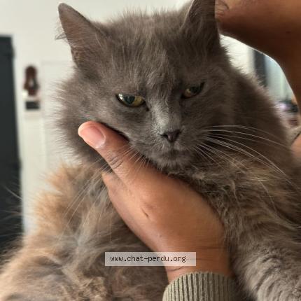 Foto 1/1 Jacinthe Chat perdido en Figanieres