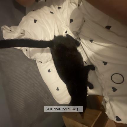 Foto 1/1 Gato encontrado Encontrado en St martin du tertre