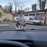 Foto del gato perdido en Choisy Le Roi