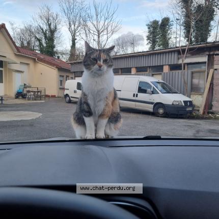 Foto 1/1 Didi Chat perdido en Choisy le roi