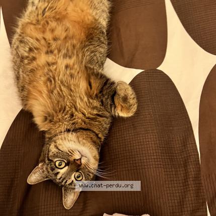 Foto 1/1 Rosie Chat perdido en Dimancheville