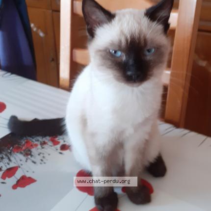 Foto 1/1 p&eacute;p&eacute;tte Chat perdido en Vire verizet