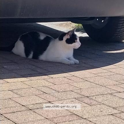 Foto 1/1 Spyke Chat perdido en Dinsheim sur bruche