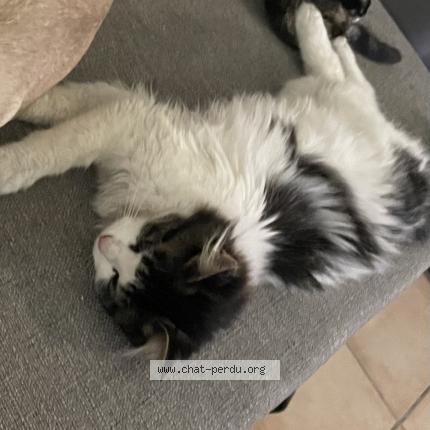 Foto 1/1 Oréo Chat perdido en Saint froult