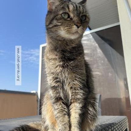 Foto 1/1 Odja Chat perdido en Lorient