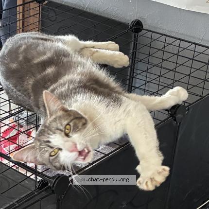 Foto 1/1 Yoyo Chat perdido en Gemozac