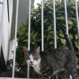 Foto del gato perdido en Nevers