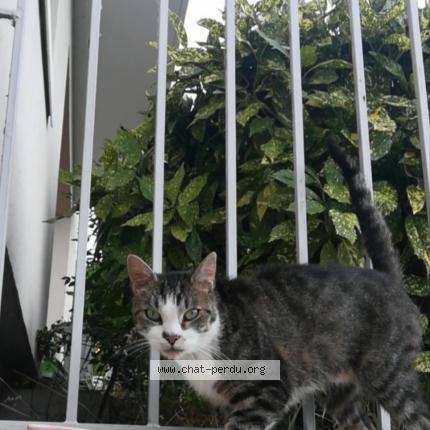 Foto 1/1 Minou Chat perdido en Nevers