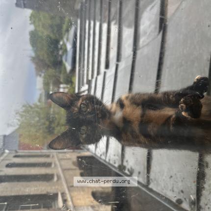 Foto 1/1 Gato encontrado Encontrado en Wambrechies