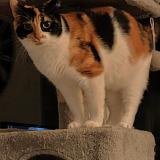 Foto del gato perdido en Agen