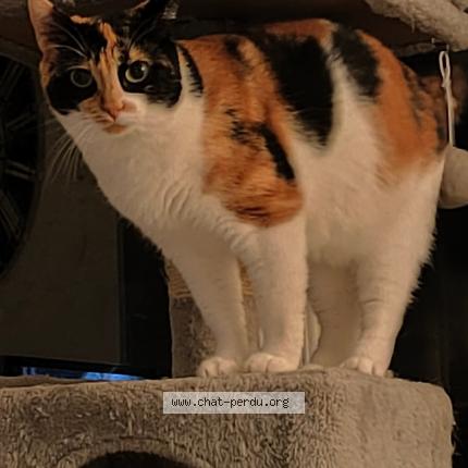 Foto 1/1 Twiny Chat perdido en Agen