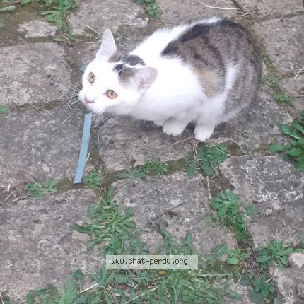 Foto 1/1 Cookie Chat perdido en Perigueux