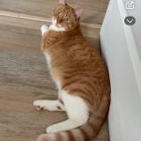 Foto del gato perdido en Escaudain