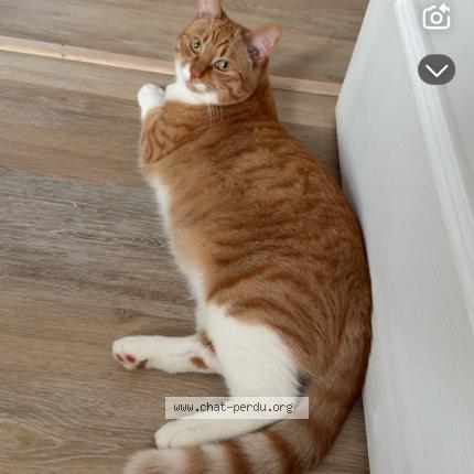 Foto 1/1 Ar&egrave;s Chat perdido en Escaudain