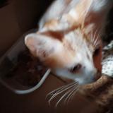 Foto de gato encontrado en Noyant Villages