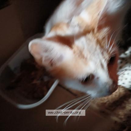 Foto 1/1 Gato encontrado Encontrado en Noyant villages