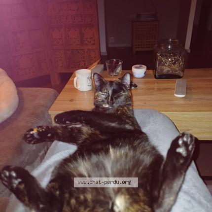 Foto 2/3 Nounette Chat perdido en Echirolles