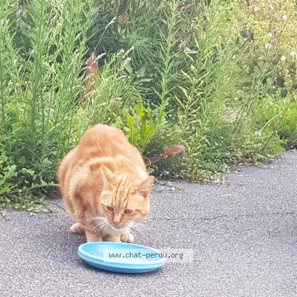 Foto 1/1 Gato encontrado Encontrado en Estaires