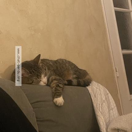 Foto 1/2 Elliott Chat perdido en Montigny le bretonneux