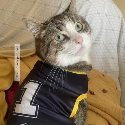 Foto 2/2 Elliott Chat perdido en Montigny le bretonneux