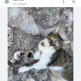 Foto del gato perdido en Lalbenque